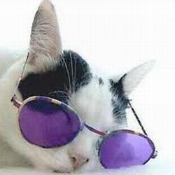 Cool Cat
