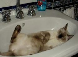 One way for a cat to keep cool