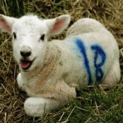 Veganism: What's Wrong with Wool?