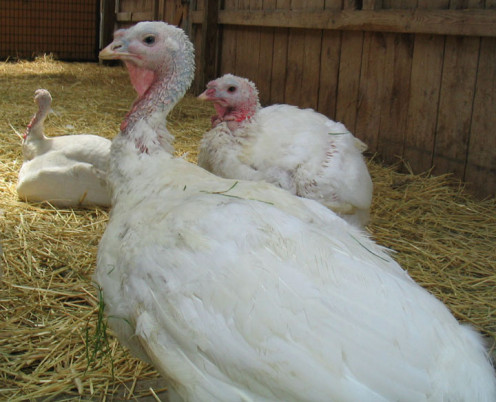 Turkeys at Farm Sanctuary in Watkins Glen, NY
