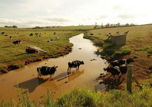Cattle in farm water