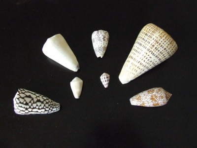 Variety of cone shells typically found on tropical reefs -- these are from the Western Pacific Island of Guam, U.S.A.