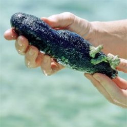 Sea Cucumbers - Vacuum Cleaners of the Sea!