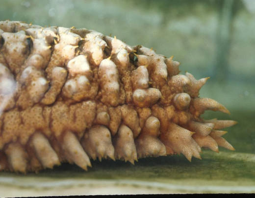 Side View of a Sea Cucumber in Holding Tank, University of Guam Marine Laboratory, Mangilao, Guam