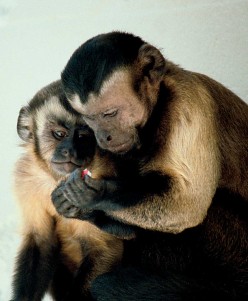 The Capuchin Monkey
