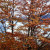 The glacier through the trees in the fall. The lenga trees turn almost red in autumn, but they don't shed their leaves. The glacier through the trees in the fall. The lenga trees turn almost red in autumn, but they don't shed their leaves.