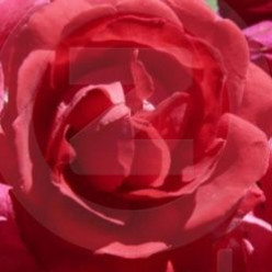 Meaning of Rose Colors