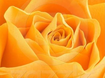 Orange Rose Postcard