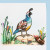 Quail Quail