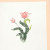 Lotus Flower Lotus Flower