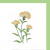 Carnations Carnations