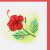 Hibiscus Hibiscus