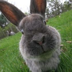 Google Images Bunny trails