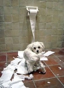 Potty Train a Puppy