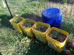 Recycled container planting by favored1