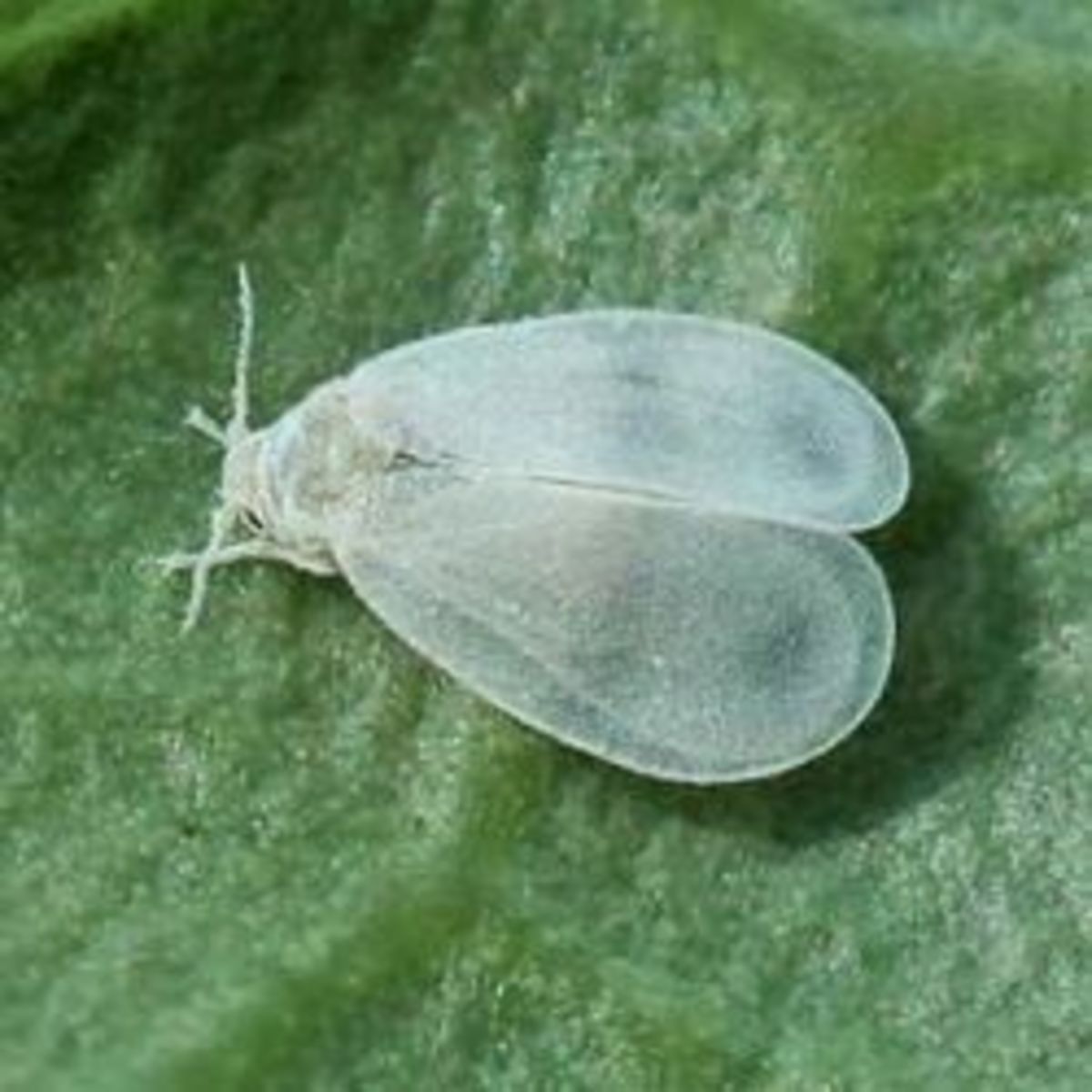 Biological Control of the Cabbage Whitefly
