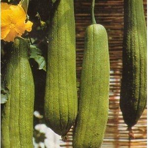 Buy loofah/luffa seeds from this site.