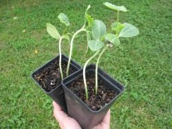 Luffa seedlings google images by lettuceshare