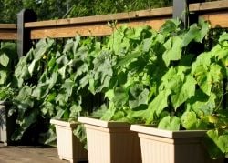 Luffa in pots google images by vegarden