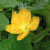 Beautiful yellow flowers cover the fence. (photo google images by jadeinstitute)