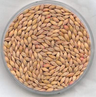 Shelled and processed barley. (image from www.alibaba.com)