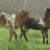 lambs SusannaDuffy and Shimo