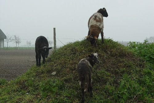 lambs: Climbing the 'Hill'.