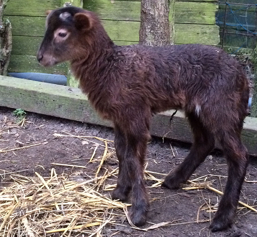 chestnut colored lamb