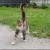 Calico tabby cat Calico tabby cat