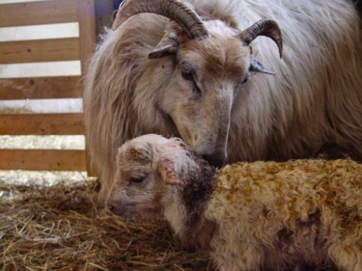 sheep licking lamb