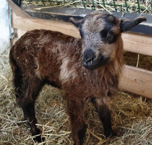 newborn lamb in Badgerface color