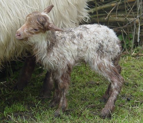 newborn lamb Lexi