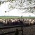 Drenthen Heathsheep herd Drenthen Heathsheep herd