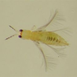 An adult Scirtothrips dorsalis