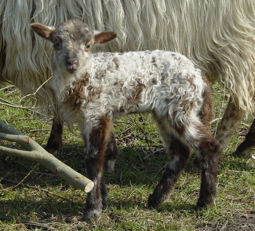 Beautiful male lamb