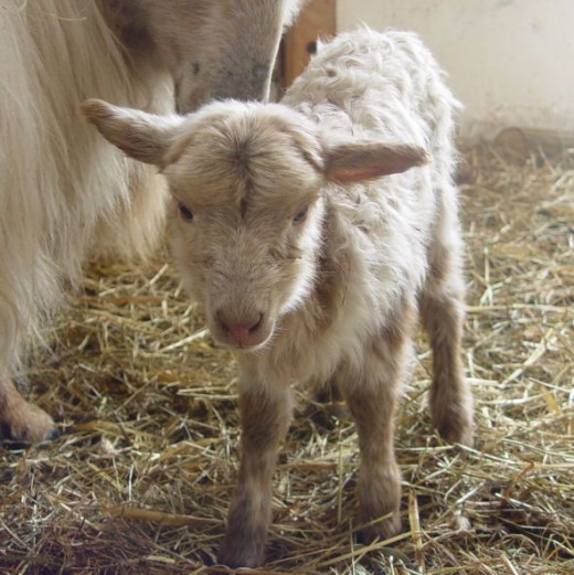 newborn lamb 2013