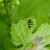 Insects are beneficial Insects are beneficial