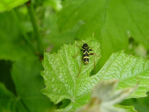 Insects are useful in your garden