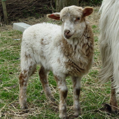 Drenthe Heath Sheep lamb three weeks old