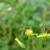 Insects are beneficial Insects are beneficial