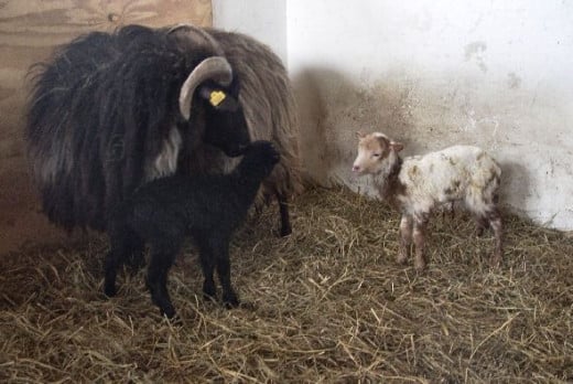 Drenthe Heath Sheep ewe with lamb