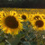 Sunflowers in France near Issel Sunflowers in France near Issel
