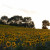 Sunflowers in France near Issel Sunflowers in France near Issel