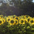Sunflowers in France near Issel Sunflowers in France near Issel