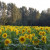 Sunflowers in France near Issel Sunflowers in France near Issel