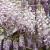 Wisteria in France Le Moulin Wisteria in France Le Moulin
