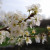 Plum Blossom Le Moulin Plum Blossom Le Moulin