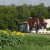 Sunflowers every other year Sunflowers every other year