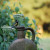 The birds nest in the urn in front of the gite two or three times during the summer. The birds nest in the urn in front of the gite two or three times during the summer.