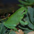 Francois the tree frog is a regular guest at the pond Francois the tree frog is a regular guest at the pond